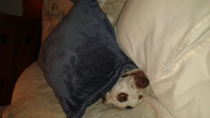 Dog Hannah under pillows