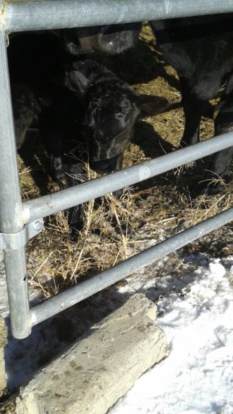 Angus calf with cow